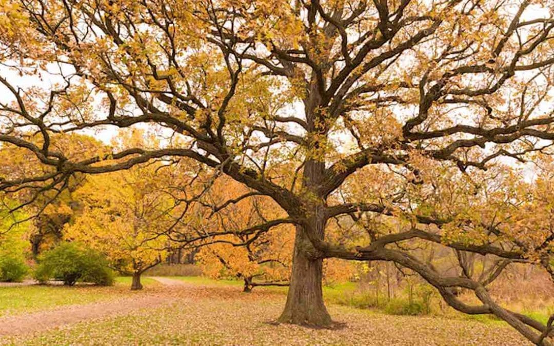 Ancient Trees Have Incredible Lifespans That Also Help Keep The Surrounding Forests Alive