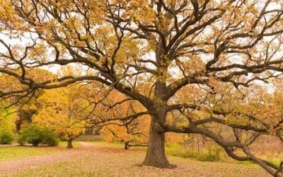 Ancient Trees Have Incredible Lifespans That Also Help Keep The Surrounding Forests Alive