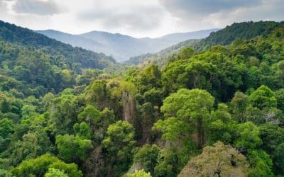 ‘The whole forest has changed’: Amazon trees are getting fatter due to rising CO2 in the atmosphere | Live Science