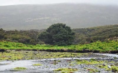 World’s Loneliest Tree Holds Court on New Zealand Island | Treehugger