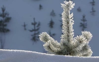 3 Winter Precautions to Keep You and Your Trees Safe – Arbor Day Blog