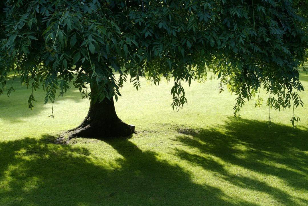 shade tree in summer