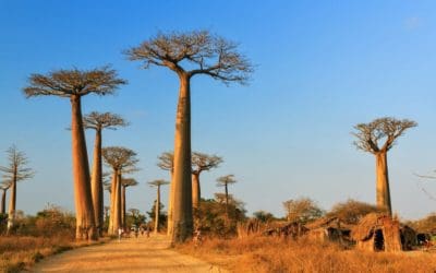 10 Famous, Ancient Forests Around the World | Afar
