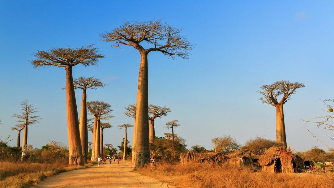 Centuries-old trees line Madagascar’s Avenue of the Baobabs.