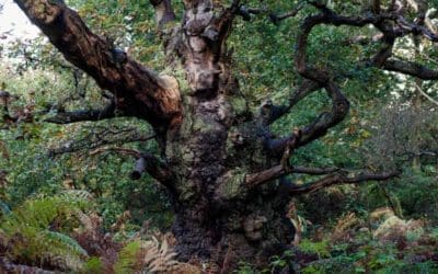 Country diary: Between the storms I check on the vulnerable old trees The Guardian