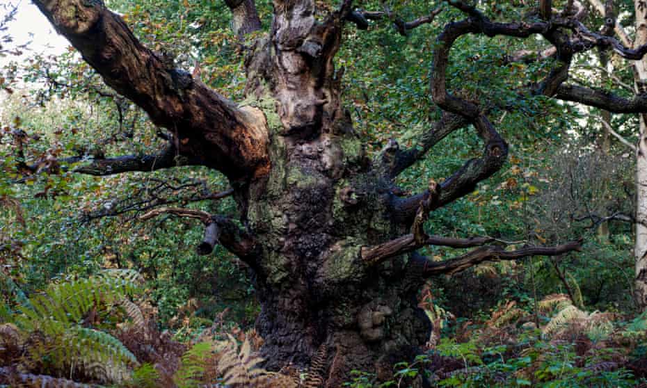 Ancient oaks defy our expectations. Like people in extreme old age, they become wholly idiosyncratic.’ Photograph: d-mark/Alamy