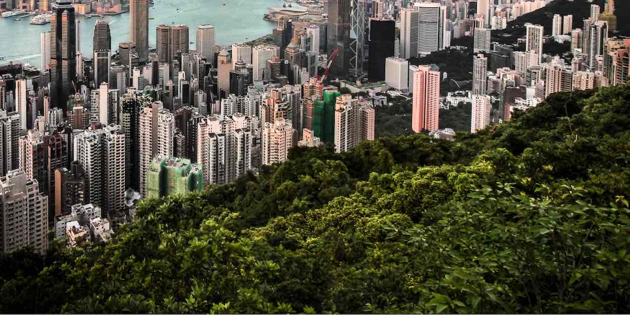 trees and city