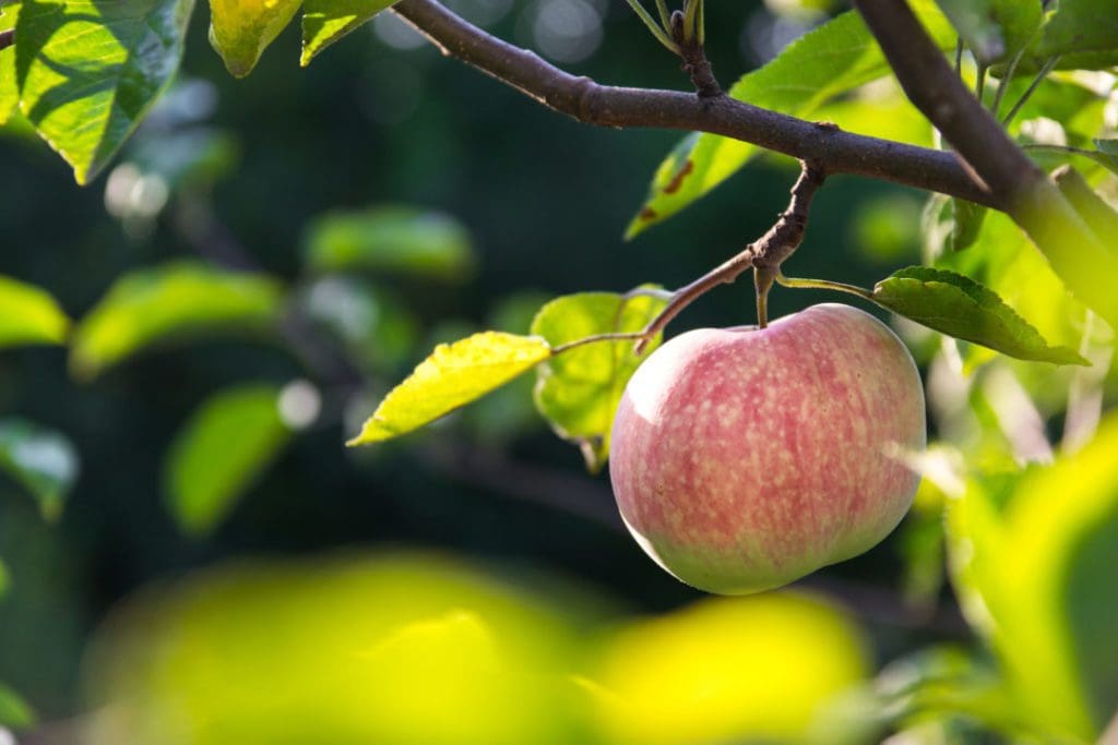 Closeup of the apple on the branch at the local farm