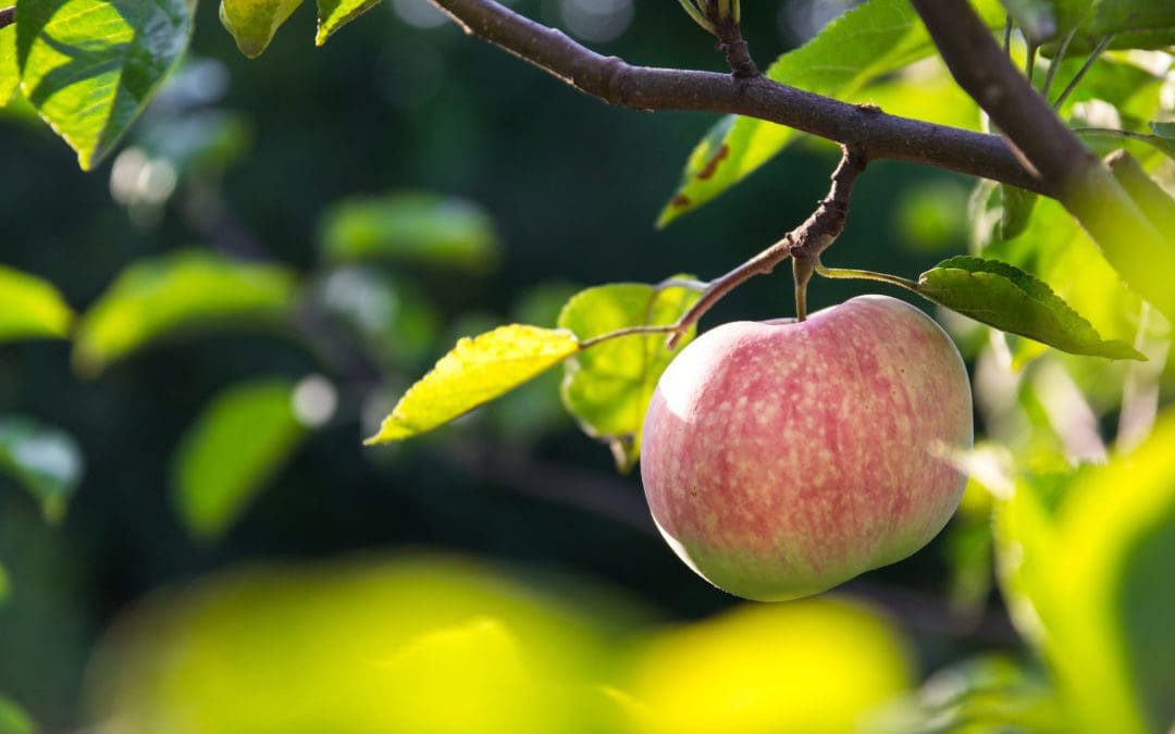Backyard Orchard: Tips for starting an apple orchard – Arbor Day Blog