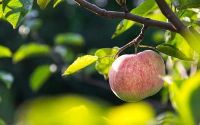 Backyard Orchard: Tips for starting an apple orchard – Arbor Day Blog