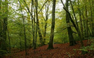 From ancient oaks to walking yews: the story of Britain’s great trees, forests and avenues | The Guardian