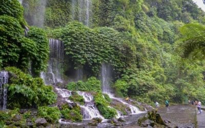 The world’s forests do more than just store carbon, new research finds | The Guardian