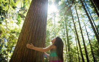 10 secrets to identifying trees | National Geographic