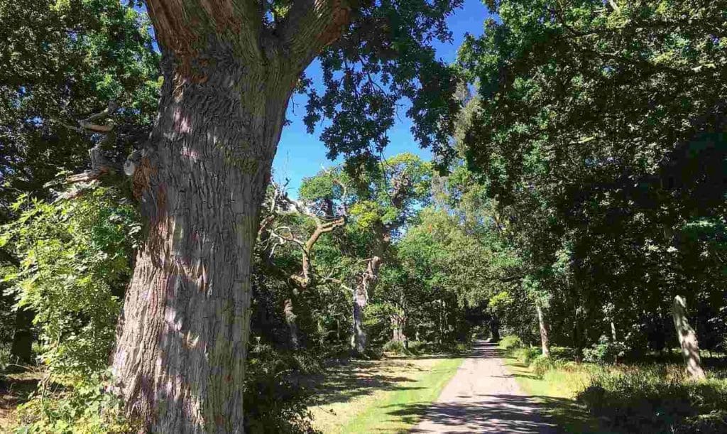 oak trees at blenheim palace