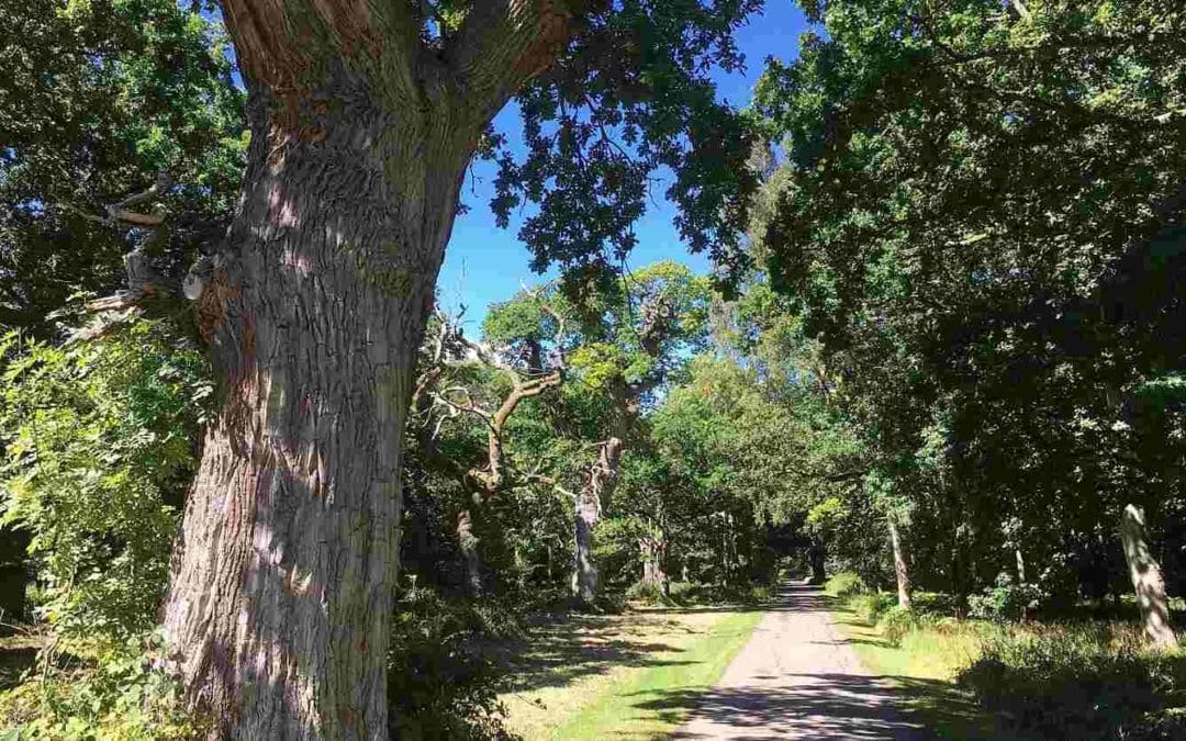 Why Trees Are An Ideal Source Of Renewable Power | Forbes