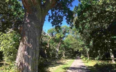 Why Trees Are An Ideal Source Of Renewable Power | Forbes