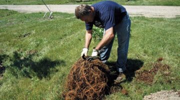 planting tree