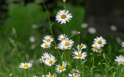 Mini Yard Meadows Give Bees a Boost | Discover Magazine