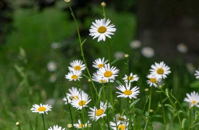 flowers in a meadow