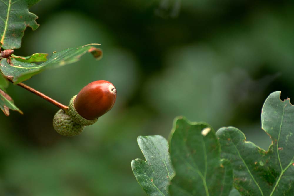 acorn