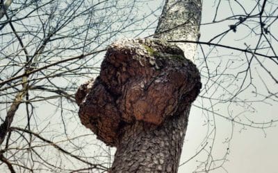 Cautiously optimistic: Study looks for riskiest tree disease spreaders, finds none: This study is believed to be the largest pre-invasion risk assessment of exotic tree pathogens ever conducted. — ScienceDaily