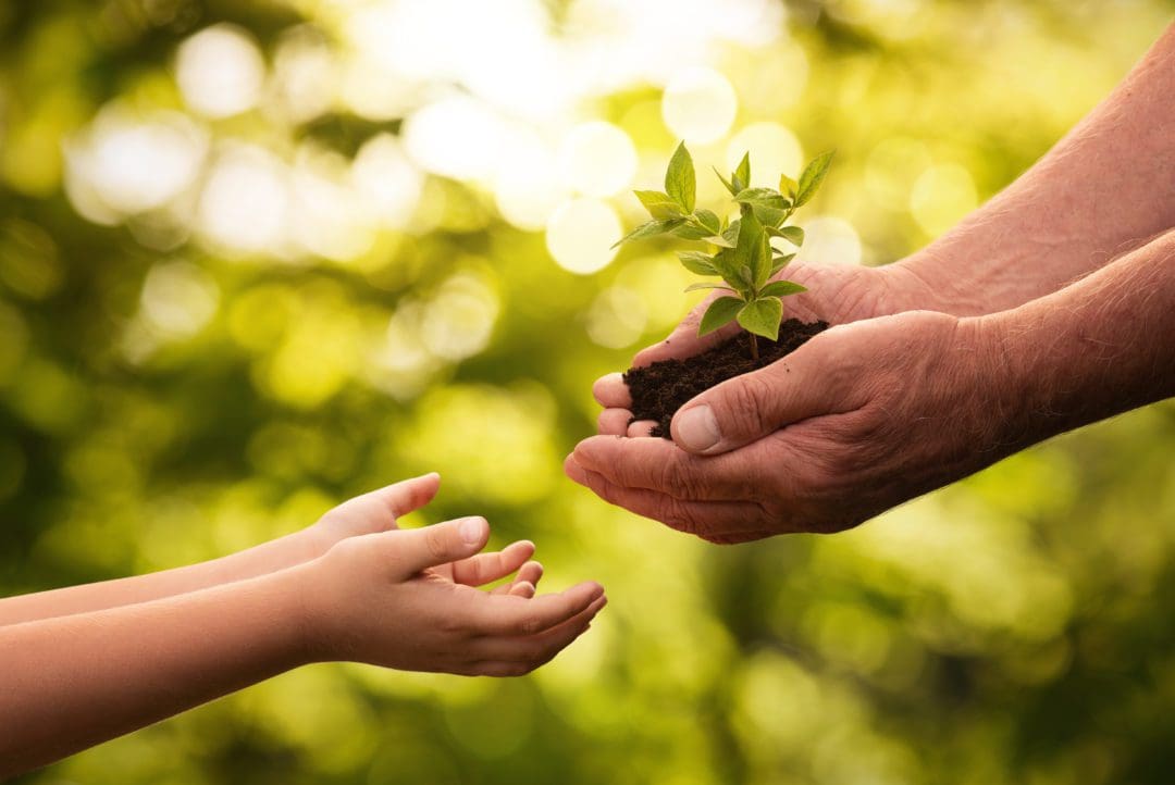 adult handing seedling to child