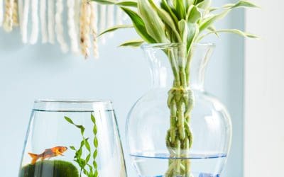 How to Grow Lucky Bamboo | Better Homes & Gardens