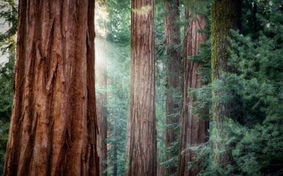 Discovery uncovers a new leaf for Redwoods: Redwood trees have 2 types of leaves, and they do totally different things — ScienceDaily