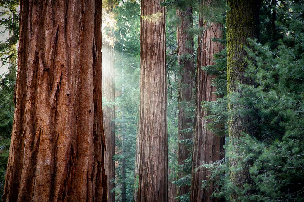 Discovery uncovers a new leaf for Redwoods Redwood trees have 2 types