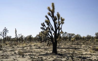 How The National Park Service Is Working To Prevent Wildfires | Discover Magazine