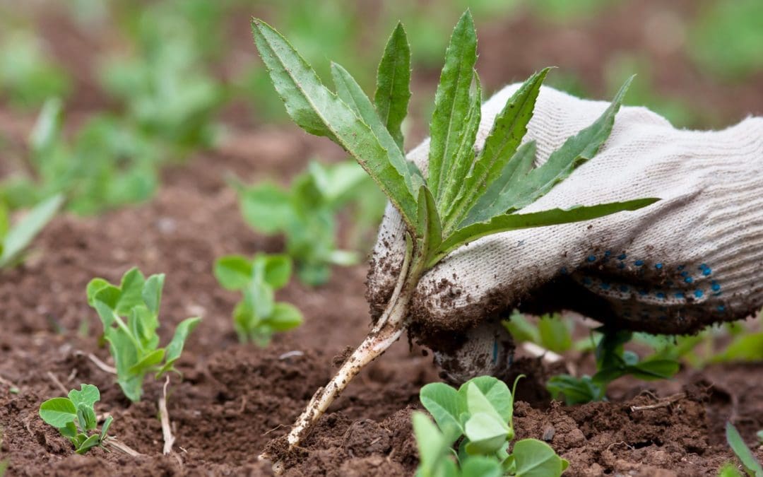 How to Weed Your Garden the Right Way | Better Homes & Gardens