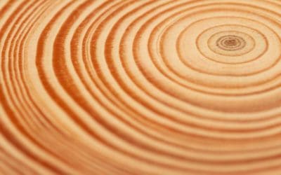 Stronger Than Steel, Able to Stop a Speeding Bullet—It’s Super Wood! | Scientific American