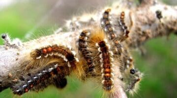 brown tail moth caterpillars