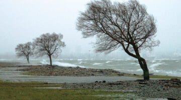 tough trees on the coast