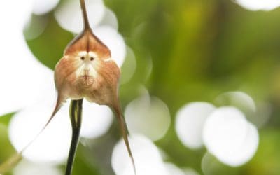5 of the Strangest Looking Flowers | Discover Magazine