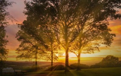 Docuseries Celebrates Iconic Trees, Promotes Tree Health | Turf Magazine