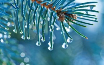 Water makes tree branches droop at night — ScienceDaily