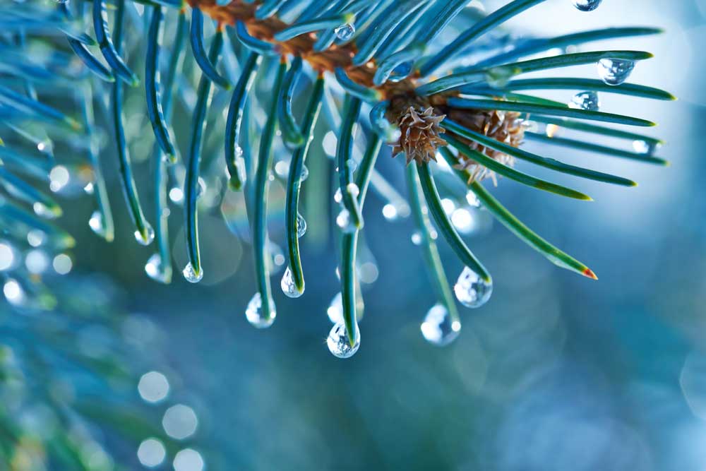 water droplets on pine tree