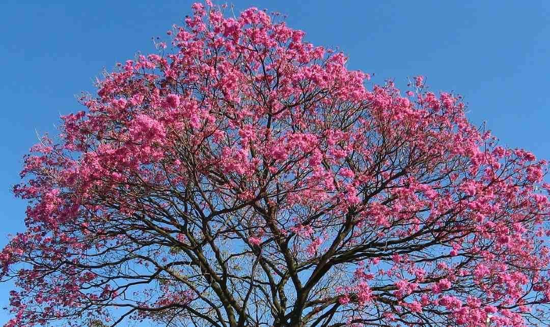 Scientists Turn Brazilian Tree Bark Into Promising Treatment for Leukemia