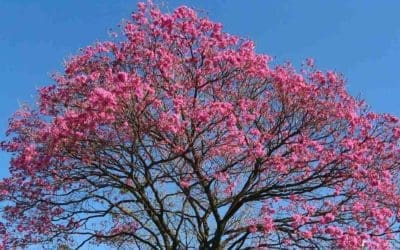 Scientists Turn Brazilian Tree Bark Into Promising Treatment for Leukemia