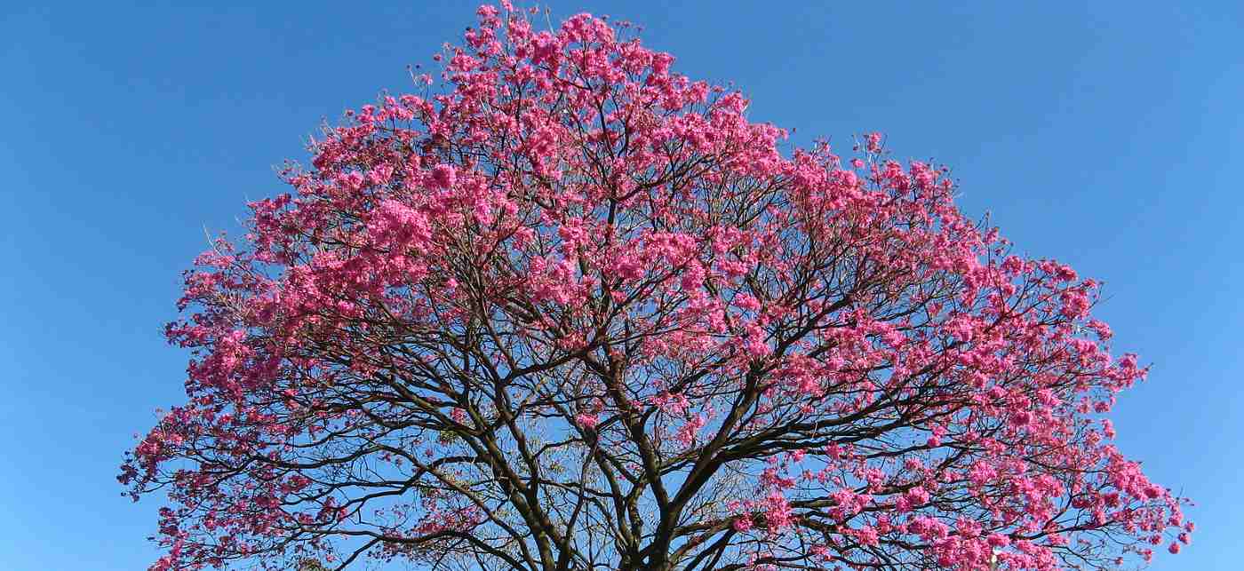 lapacho tree