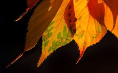 What the drought could mean for New England’s fall foliage – The Boston Globe