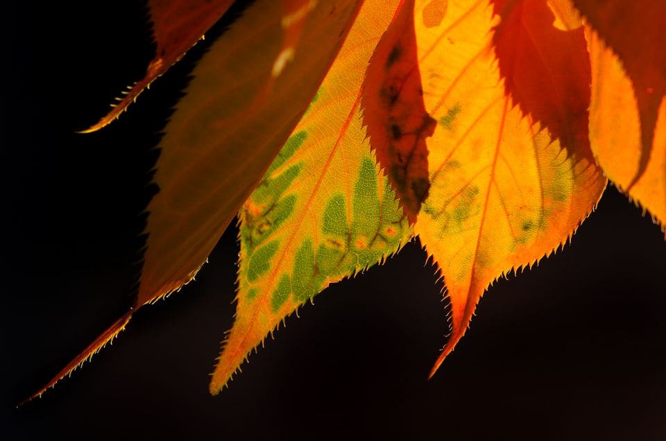 Afternoon sunshine illuminated leaves on the Esplanade along the Charles River last fall. 