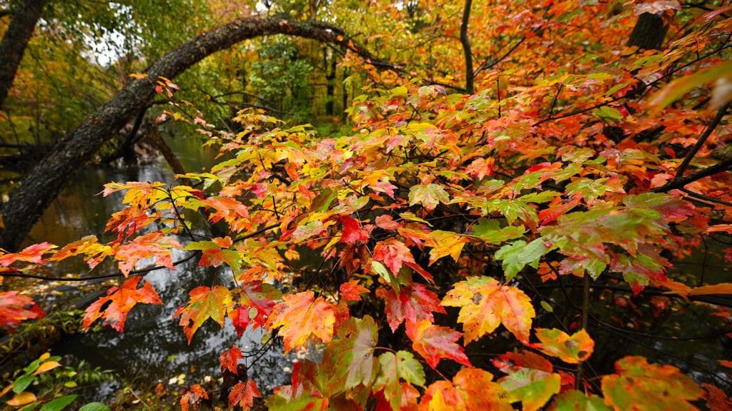 autumn foliage
