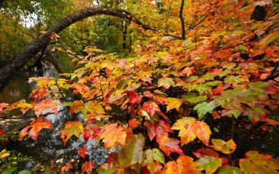 Find Out When Fall Foliage Peaks In Massachsuetts With This Map | Boston Uncovered