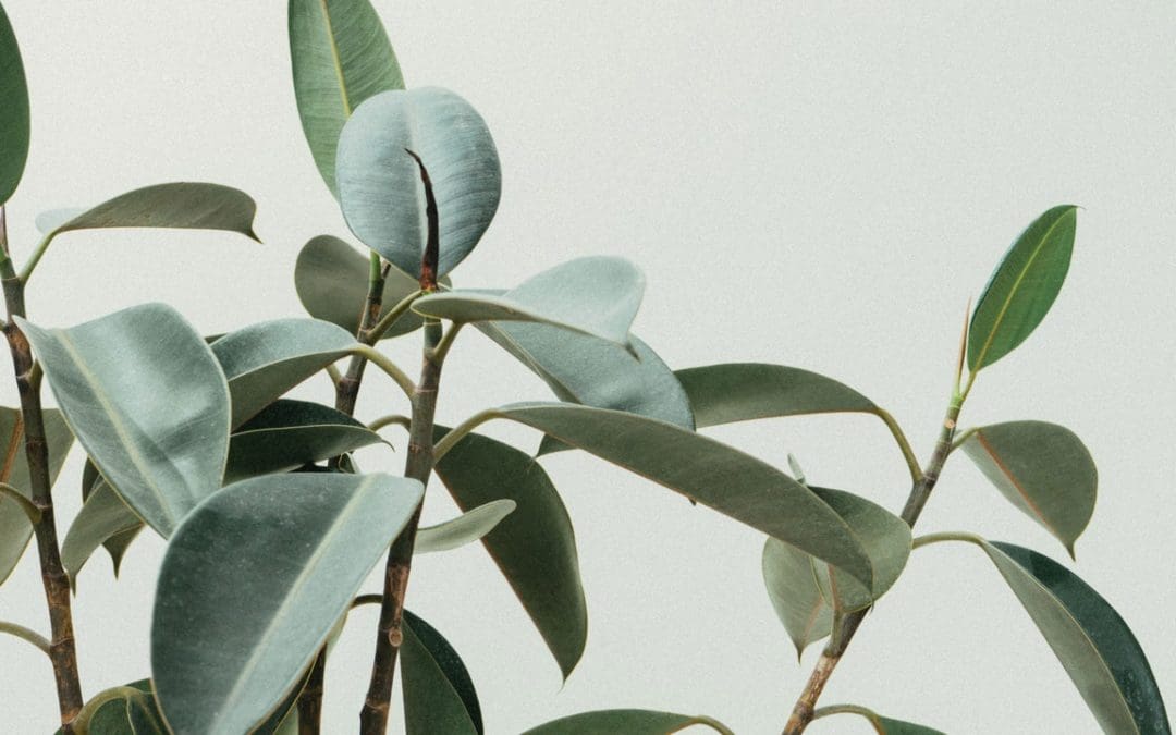 How to Increase Humidity for Plants Indoors | Bob Vila