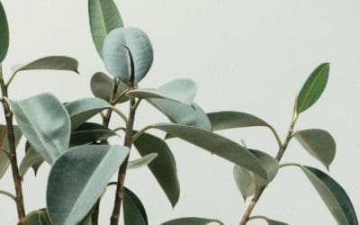 How to Increase Humidity for Plants Indoors | Bob Vila