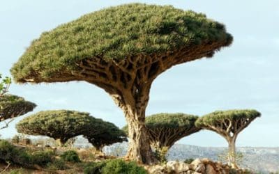 Saving the dragon’s blood: how an island refused to let a legendary tree die out | The Guardian