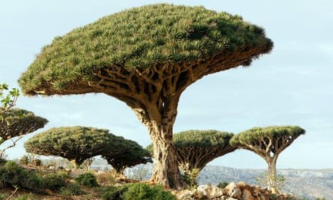 dragon's blood trees