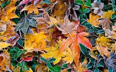 Ten reasons to give thanks for National Forests – National Forest Foundation